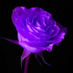 Meet your Posher, Serena